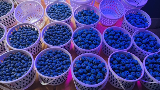 生活觀察｜藍(lán)莓不是消炎藥，“水果食療”須避坑