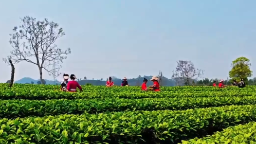 新華視點(diǎn)丨春日農(nóng)事新圖景 創(chuàng)新融合促振興