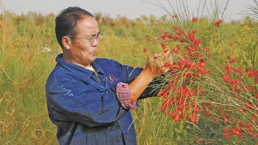 奮進者｜徐新文：沙漠里編織“綠絲帶”