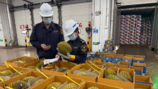 大批榴蓮來了 “榴蓮快線”開啟運(yùn)輸旺季