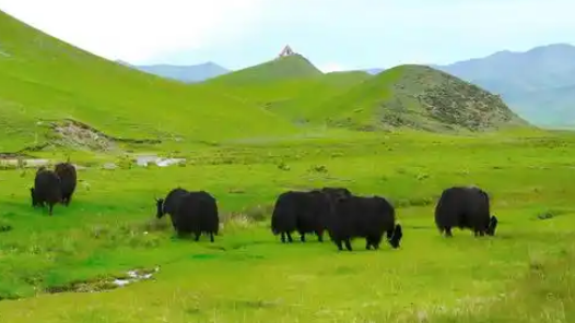 青海對(duì)全省重點(diǎn)生態(tài)區(qū)域?qū)嵤﹪?yán)格禁牧管控
