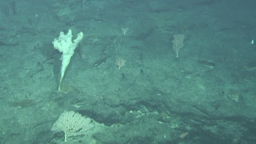 我國首次發(fā)布東部海域“海底化學(xué)元素圖”